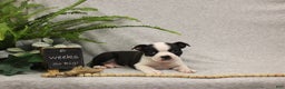 Boston Terrier dogs for sale: Fairy - Ad 8