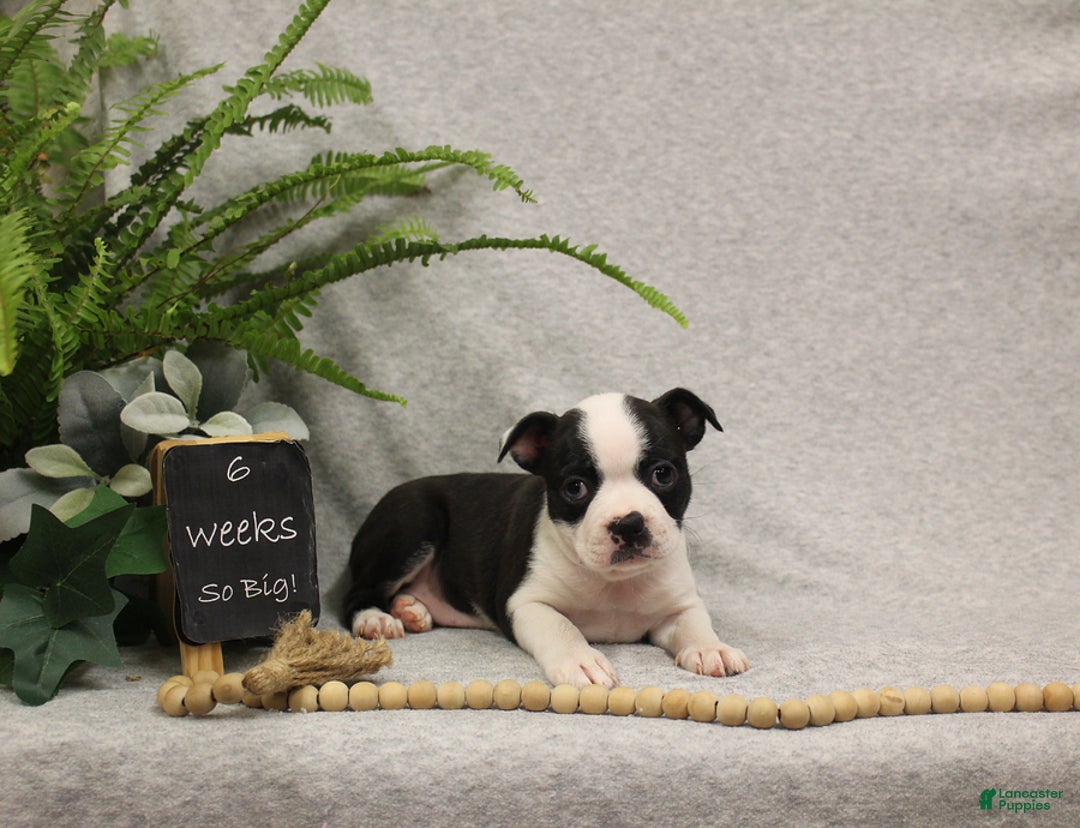 Boston Terrier dogs for sale: Fairy - Ad 8