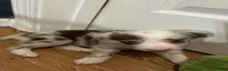 Border Collie dogs for sale: Mark Lowry - Ad 4