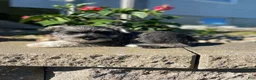 Miniature Schnauzer dogs for sale: Garrett - Ad 4