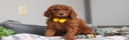 Standard Poodle dogs for sale: Asher AKC - Ad 5