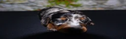 Miniature Dachshund dogs for sale: Miniature Dachshund Puppy 4 - Ad 7