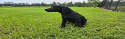 Labrador Retriever dogs for sale: Annie - Ad 3