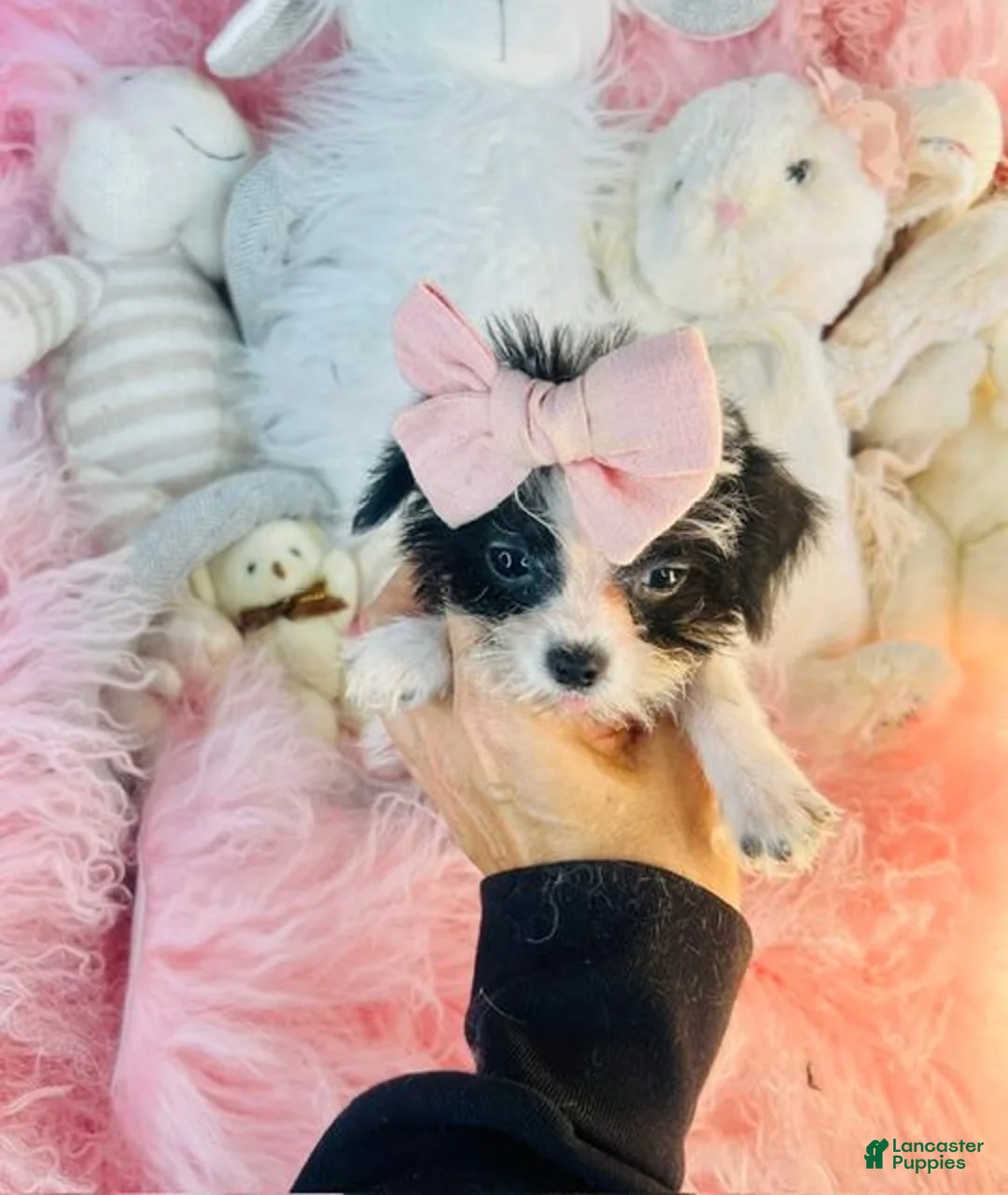 Morkie dogs for sale: Teacup/Pocketbook Morkie - Hand delivery available  - Ad 2