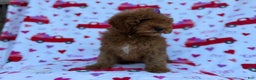 Cockapoo dogs for sale: Ginger - Ad 8