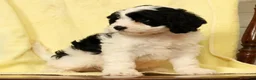 Cavapoo dogs for sale: Barbi - Ad 6