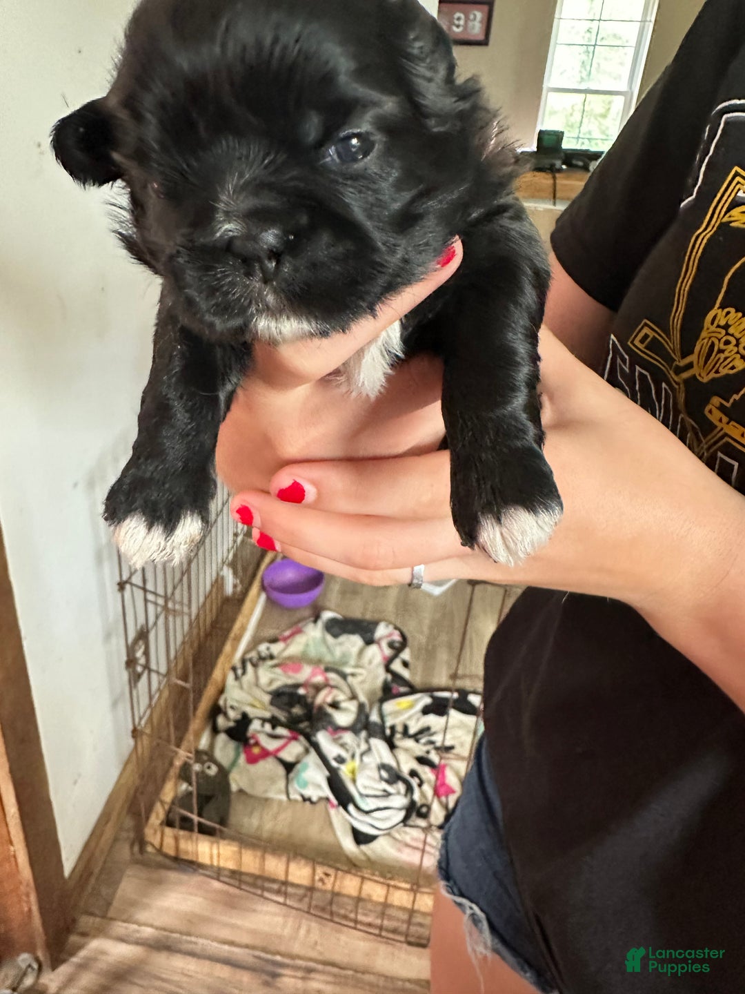 Shih Tzu dogs for sale: Shihtzu - Ad 3