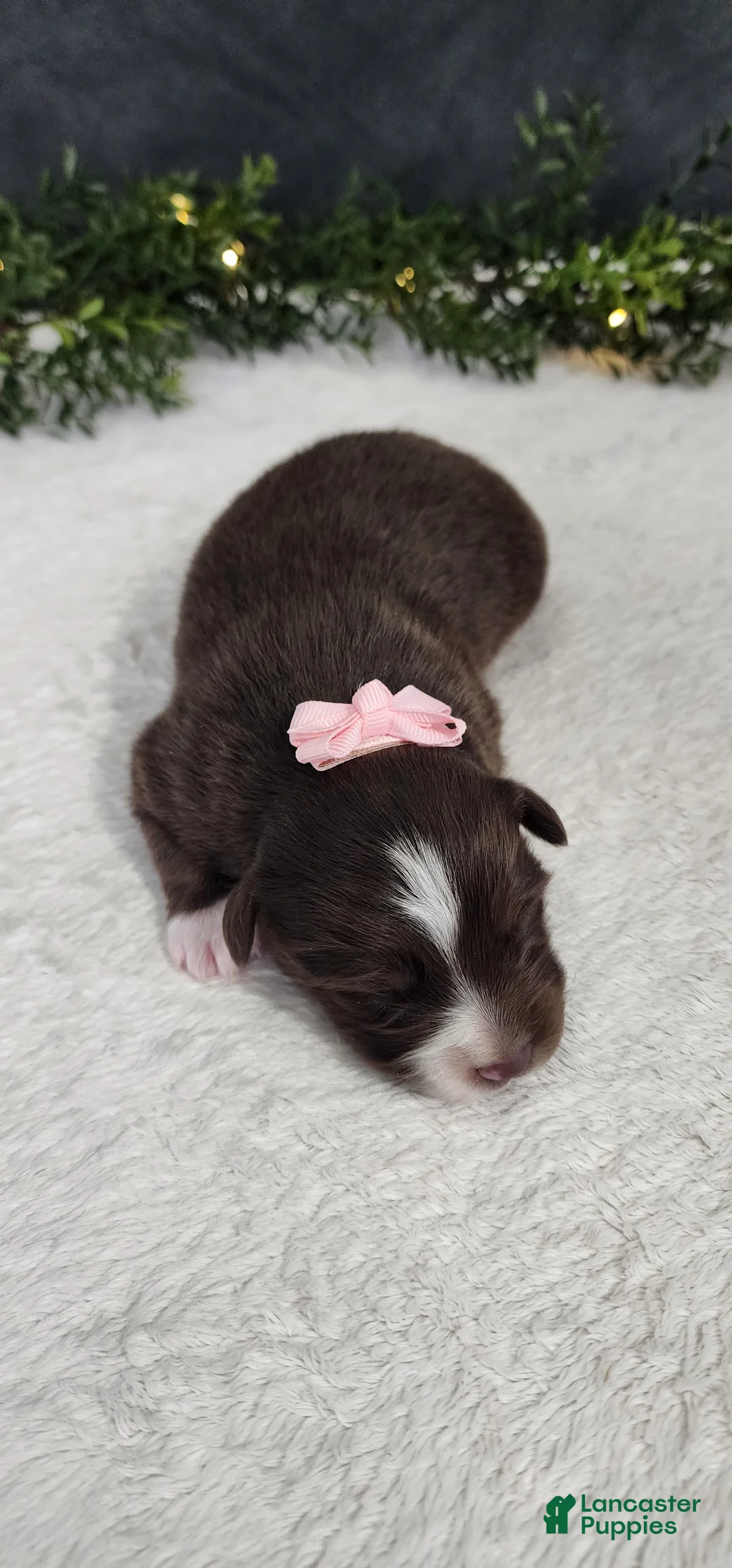 Miniature Australian Shepherd dogs for sale: Daisy  - Ad 3