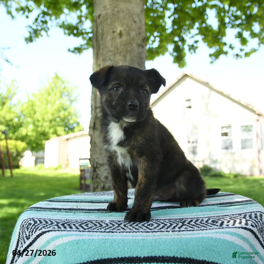 Mixed Breed dogs for sale: Tank - Ad 1