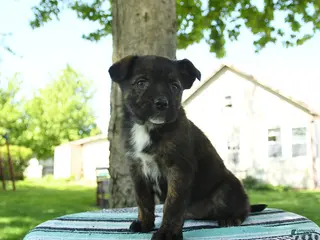 Mixed Breed dogs for sale: Tank - Ad 1