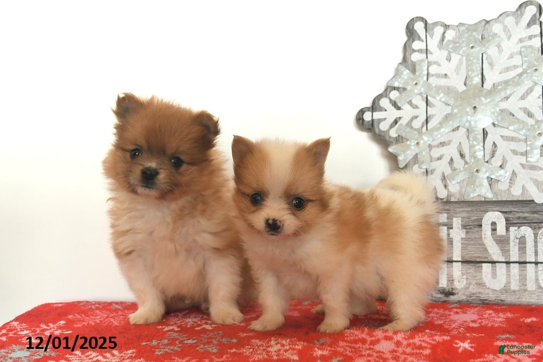 Pomeranian dogs for sale: Merry  - Ad 3