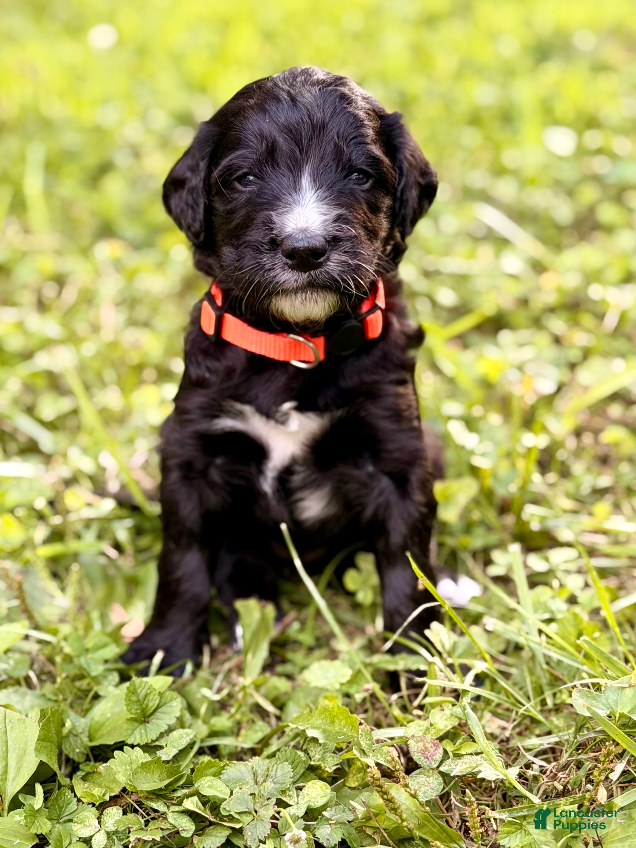 Bernedoodle dogs for sale: Orange - Lucky 8 Ball - Ad 2