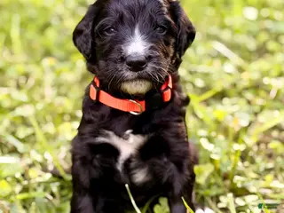Bernedoodle dogs Orange - Lucky 8 Ball - Ad 1