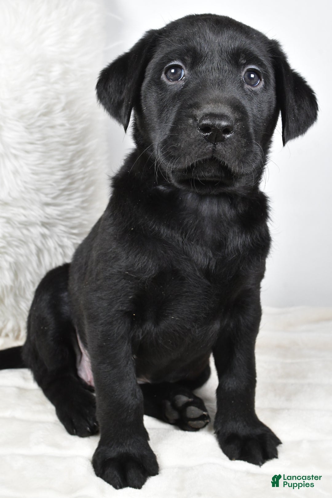 Labrador Retriever dogs for sale: Piper - Ad 4