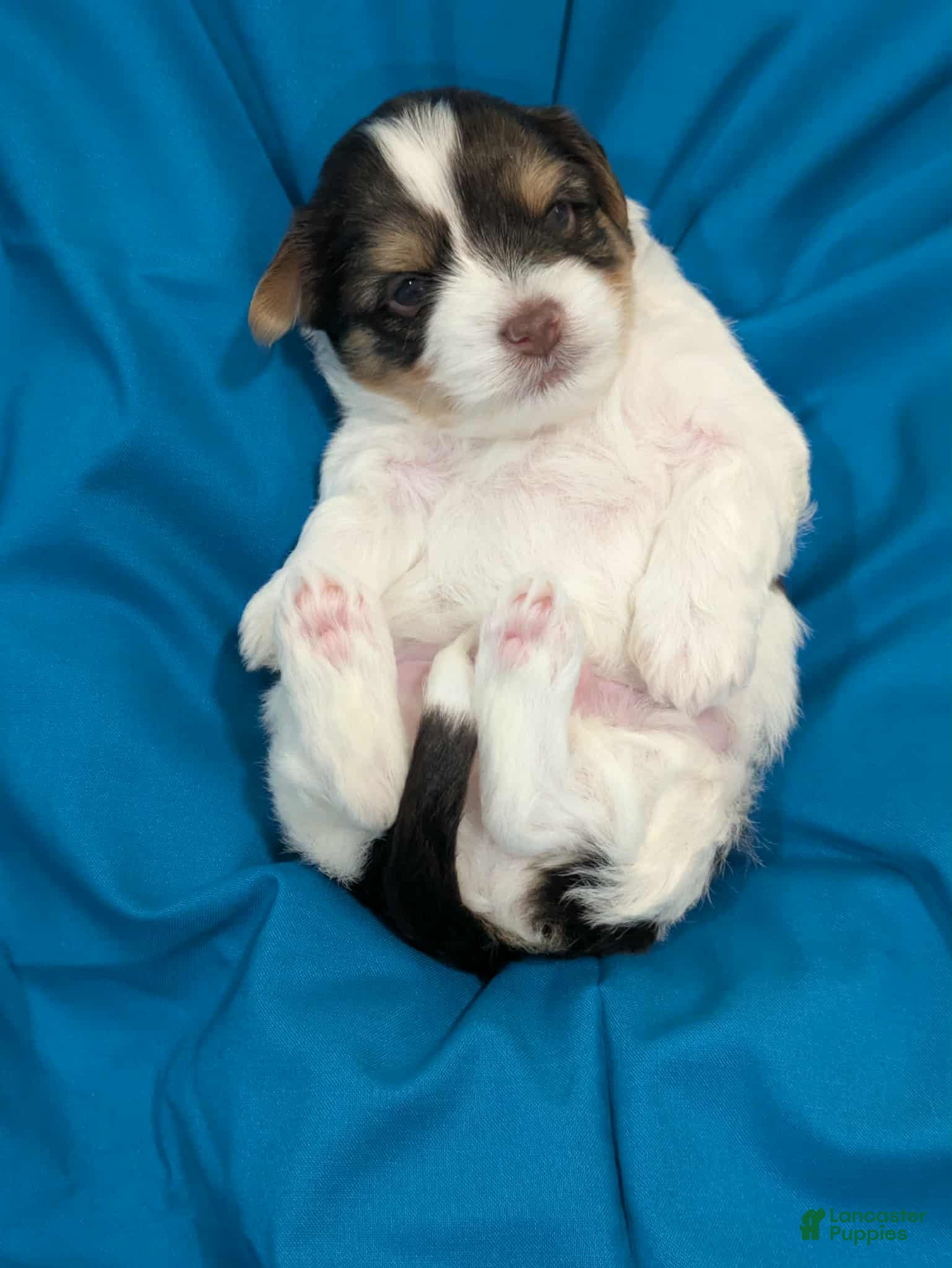 Mixed Breed dogs for sale: Mixed Breed Puppy 4 - Ad 2