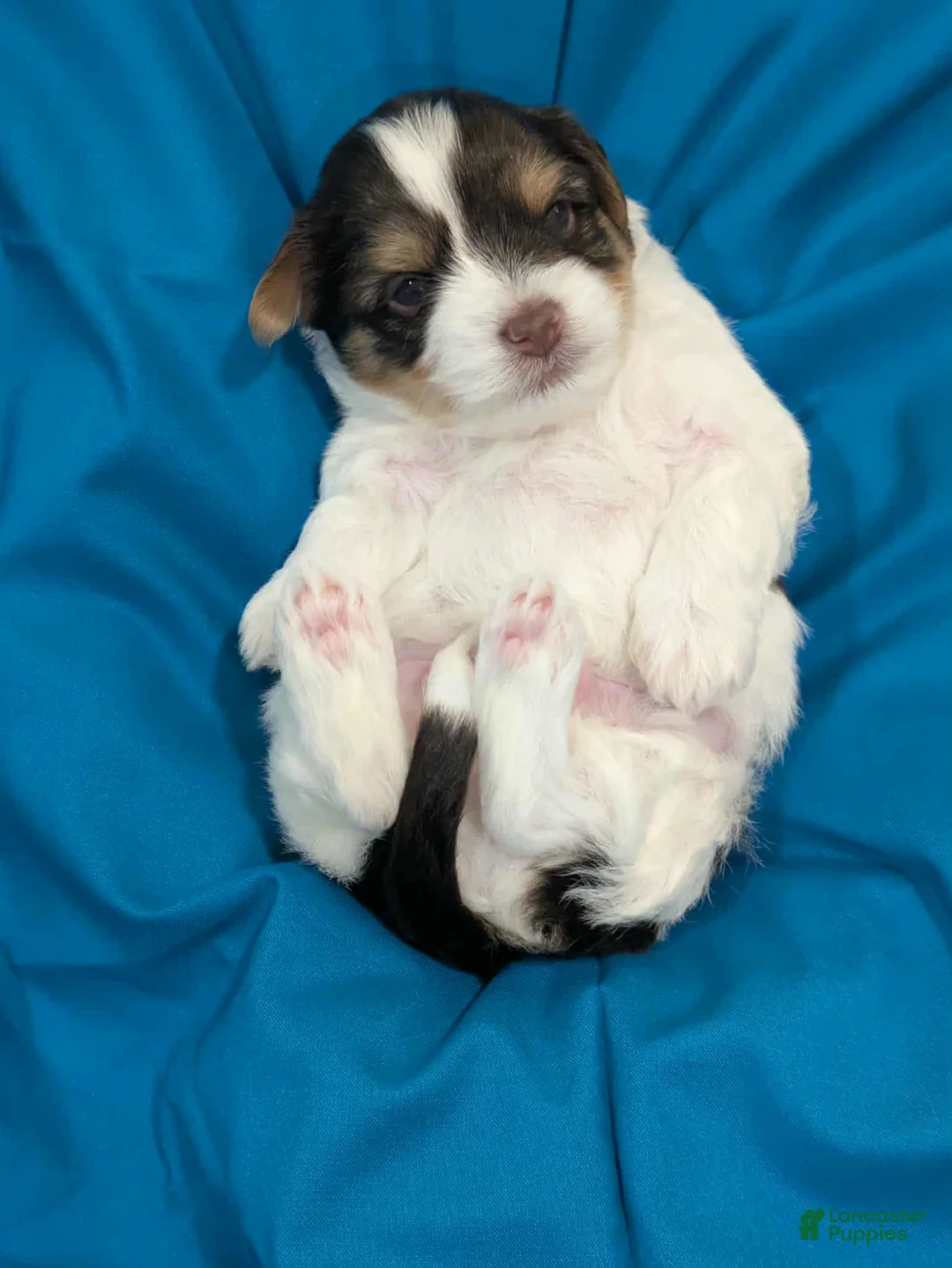 Mixed Breed dogs for sale: Mixed Breed Puppy 4 - Ad 1