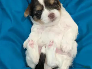 Mixed Breed dogs for sale: Mixed Breed Puppy 4 - Ad 2