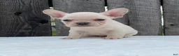 French Bulldog dogs for sale: Mitchell  - Ad 3