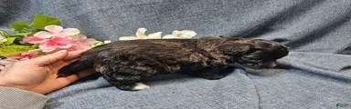 Jinx (Male)