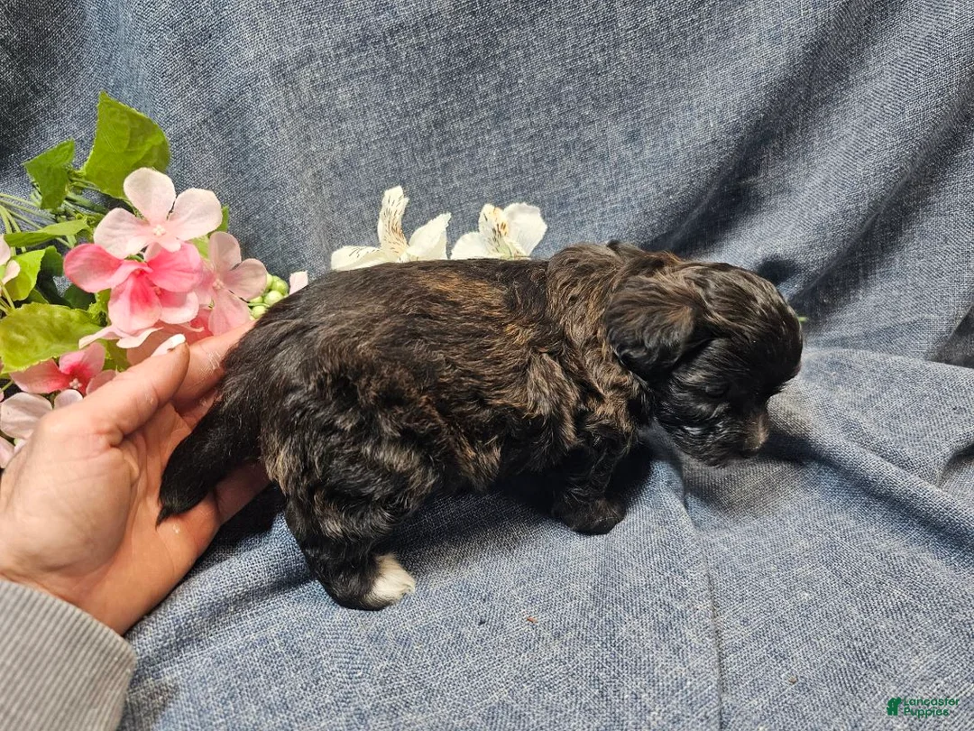 Havapoo dogs for sale: Jinx (Male) - Ad 1
