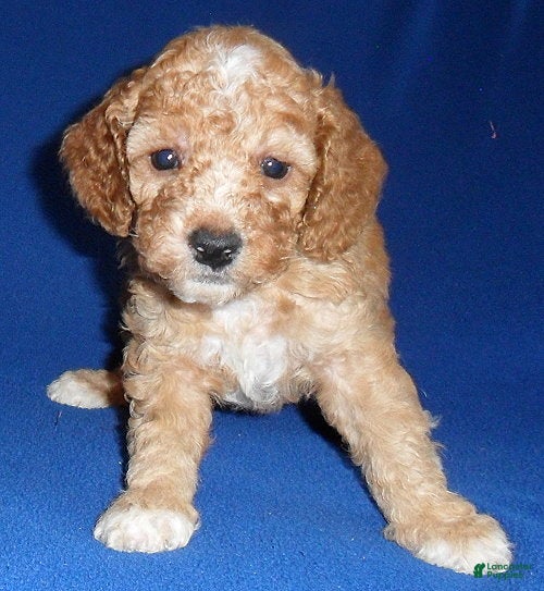 Cockapoo dogs Teddy - Ad 2