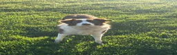 Border Collie dogs for sale: Panda  - Ad 2