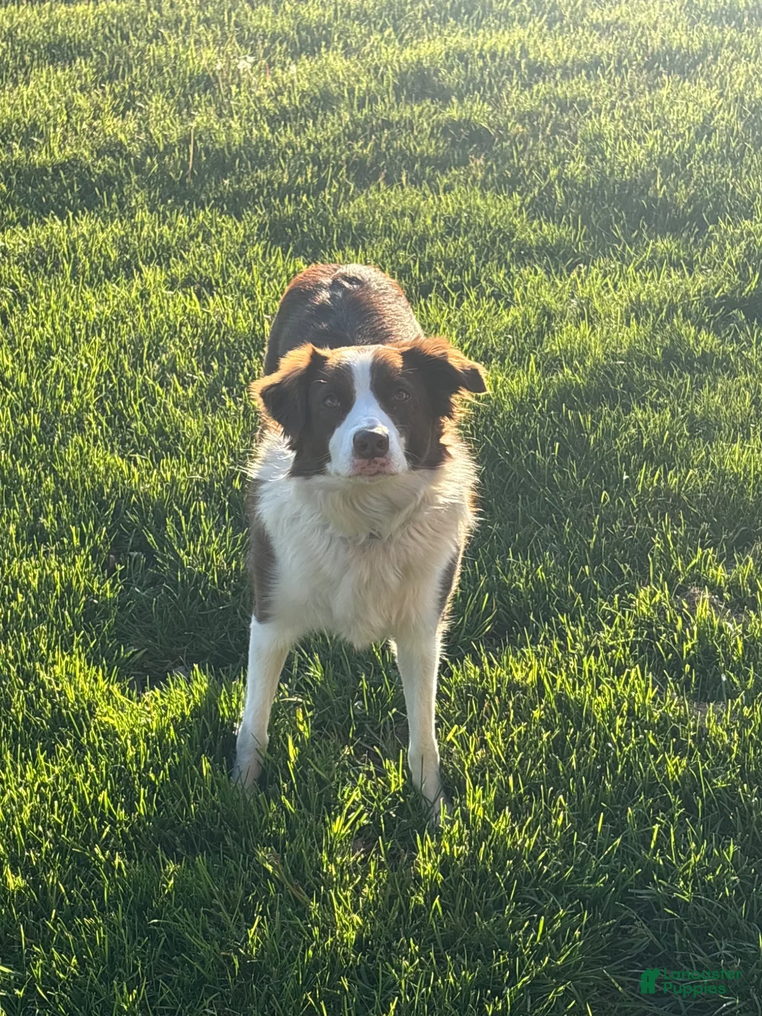 Border Collie dogs for sale: Panda  - Ad 2