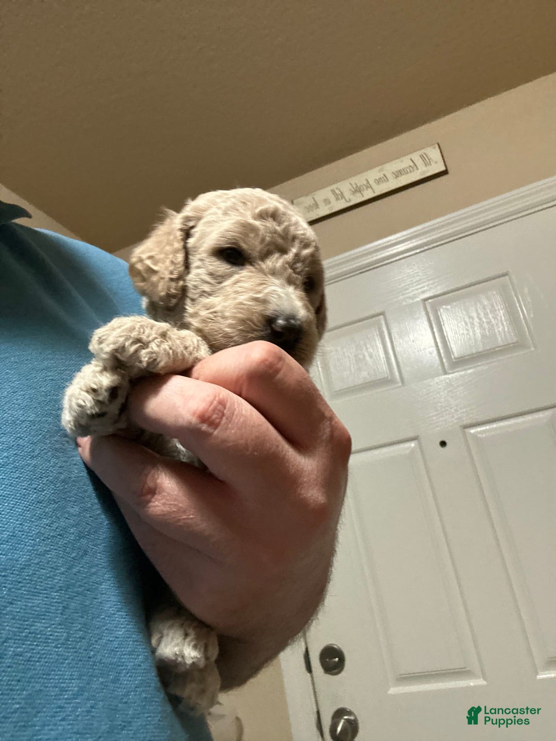 Gallery Image {{count}}