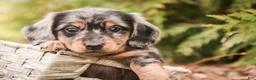Miniature Dachshund dogs for sale: Pongo - Ad 2