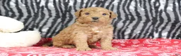 Mini Goldendoodle dogs for sale: Maggie - Ad 4