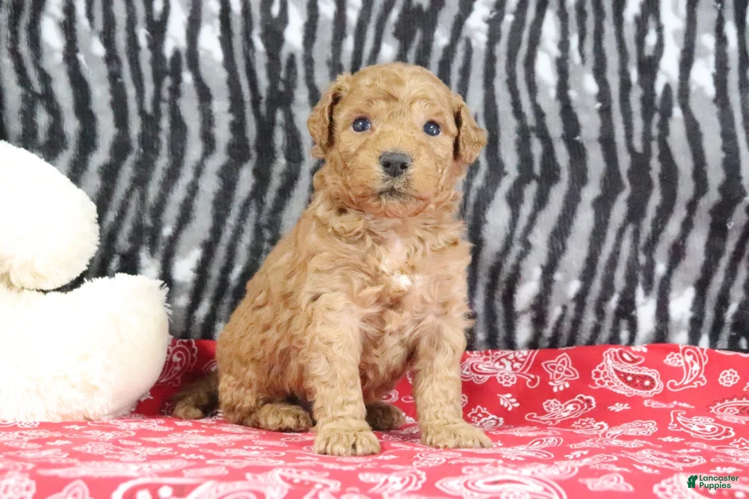 Mini Goldendoodle dogs for sale: Maggie - Ad 4