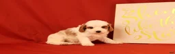 Cavapoo dogs for sale: Groff - Ad 4