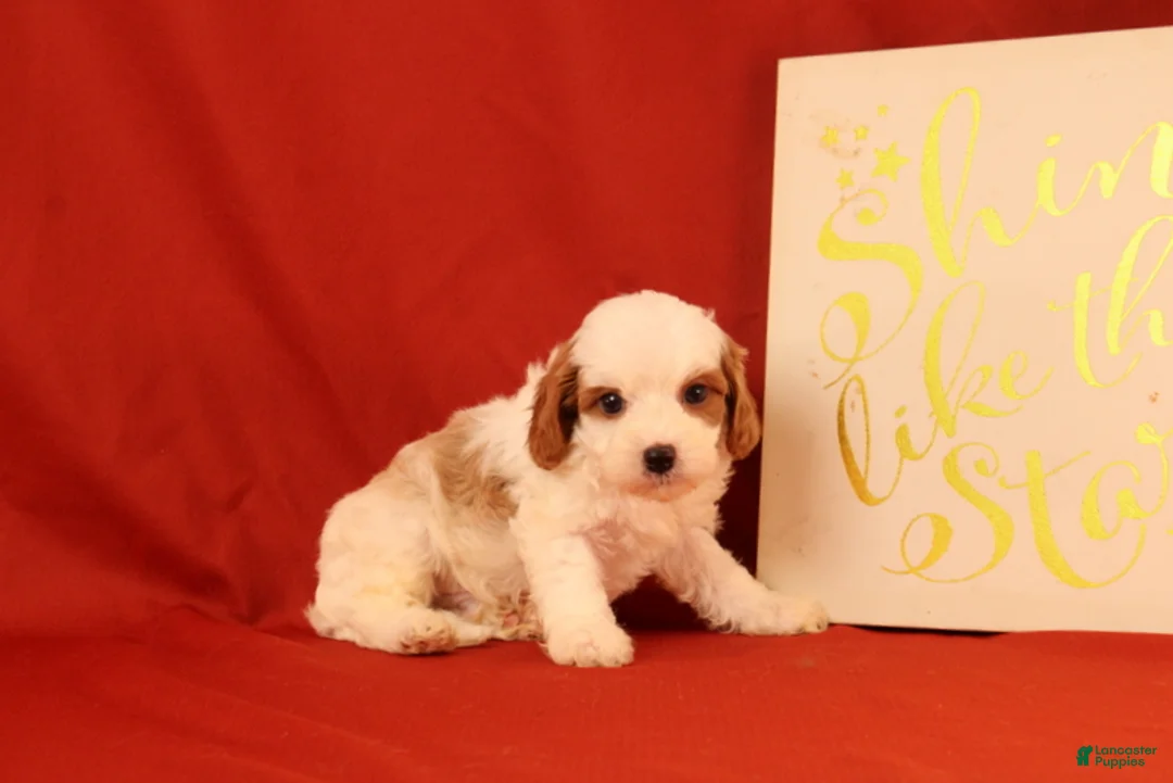 Cavapoo dogs for sale: Groff - Ad 4