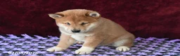 Shiba Inu dogs for sale: Landon - Ad 4