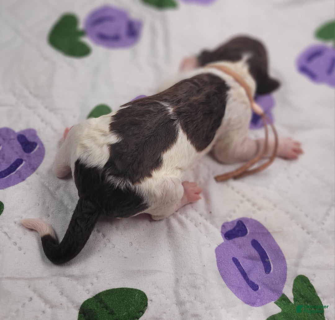 Labradoodle dogs for sale: Gloxinia  - Ad 1