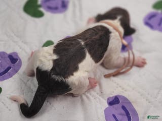 Labradoodle dogs Gloxinia - Ad 38