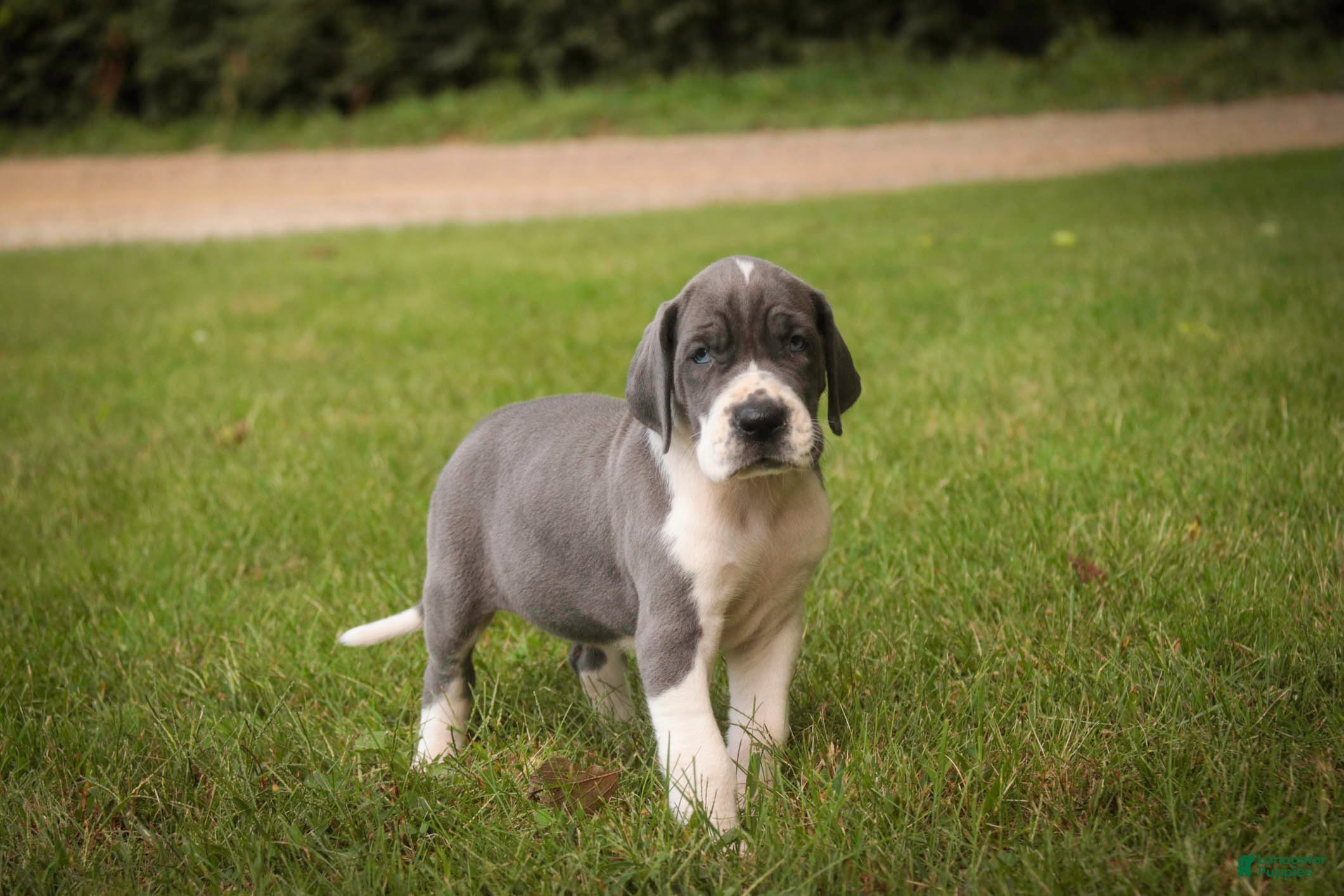Great Dane dogs Celestia Great Dane  - Ad 1
