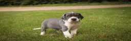 Great Dane dogs for sale: Celestia Great Dane  - Ad 1