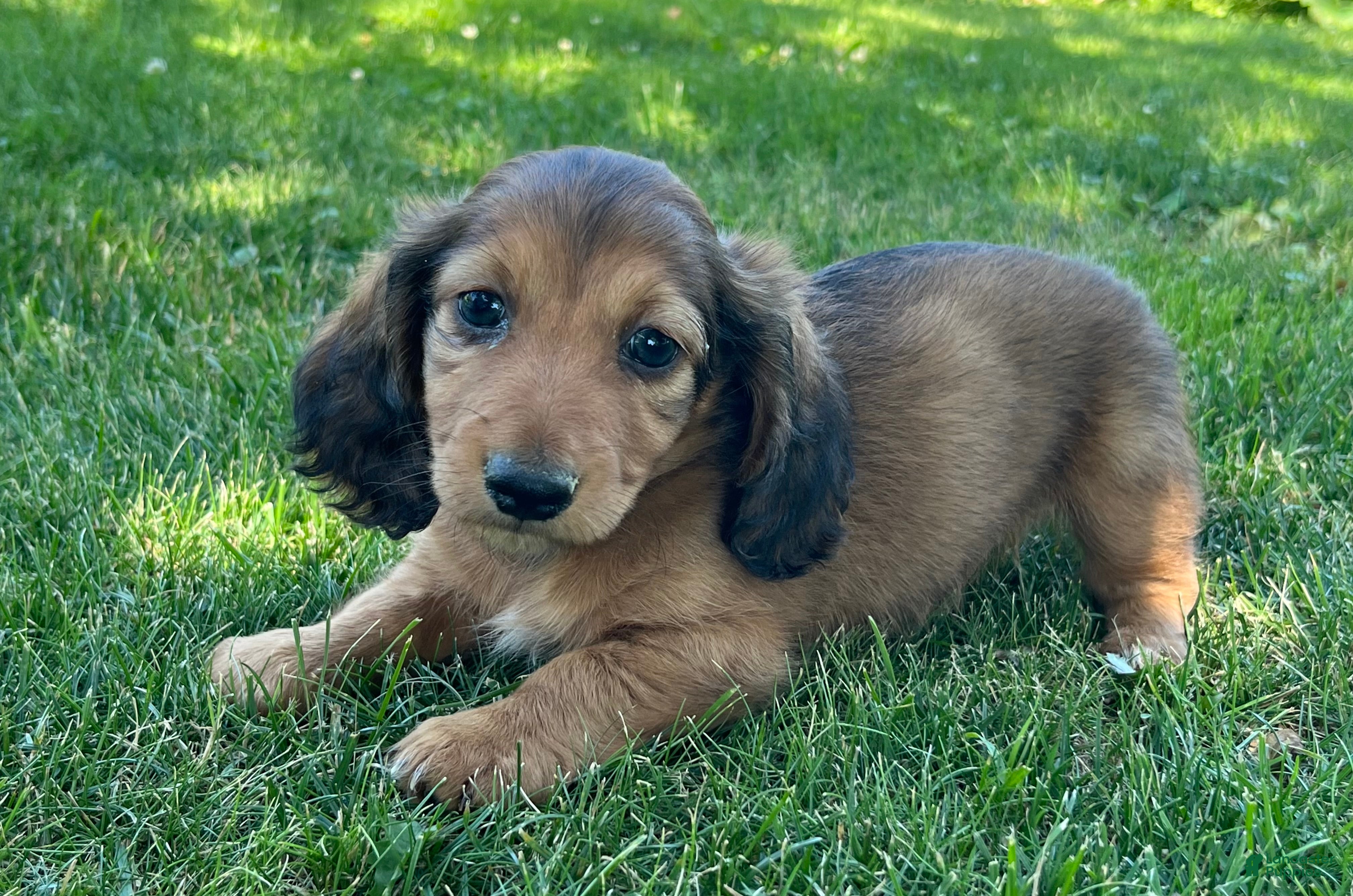 Miniature Dachshund dogs Buddy - Ad 2