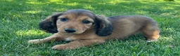 Miniature Dachshund dogs for sale: Buddy - Ad 2