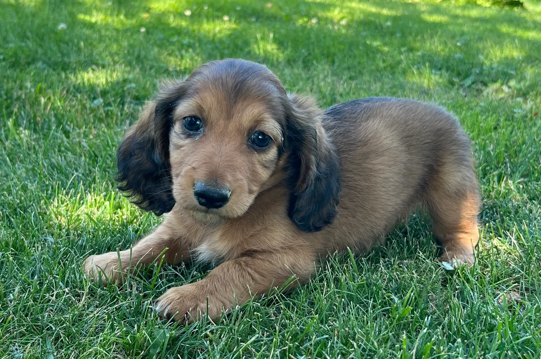 Miniature Dachshund dogs for sale: Buddy - Ad 2