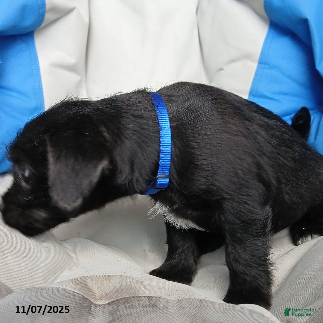 Puggle dogs for sale: Teddy - Ad 4