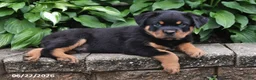 Rottweiler dogs for sale: Marshall - Ad 4