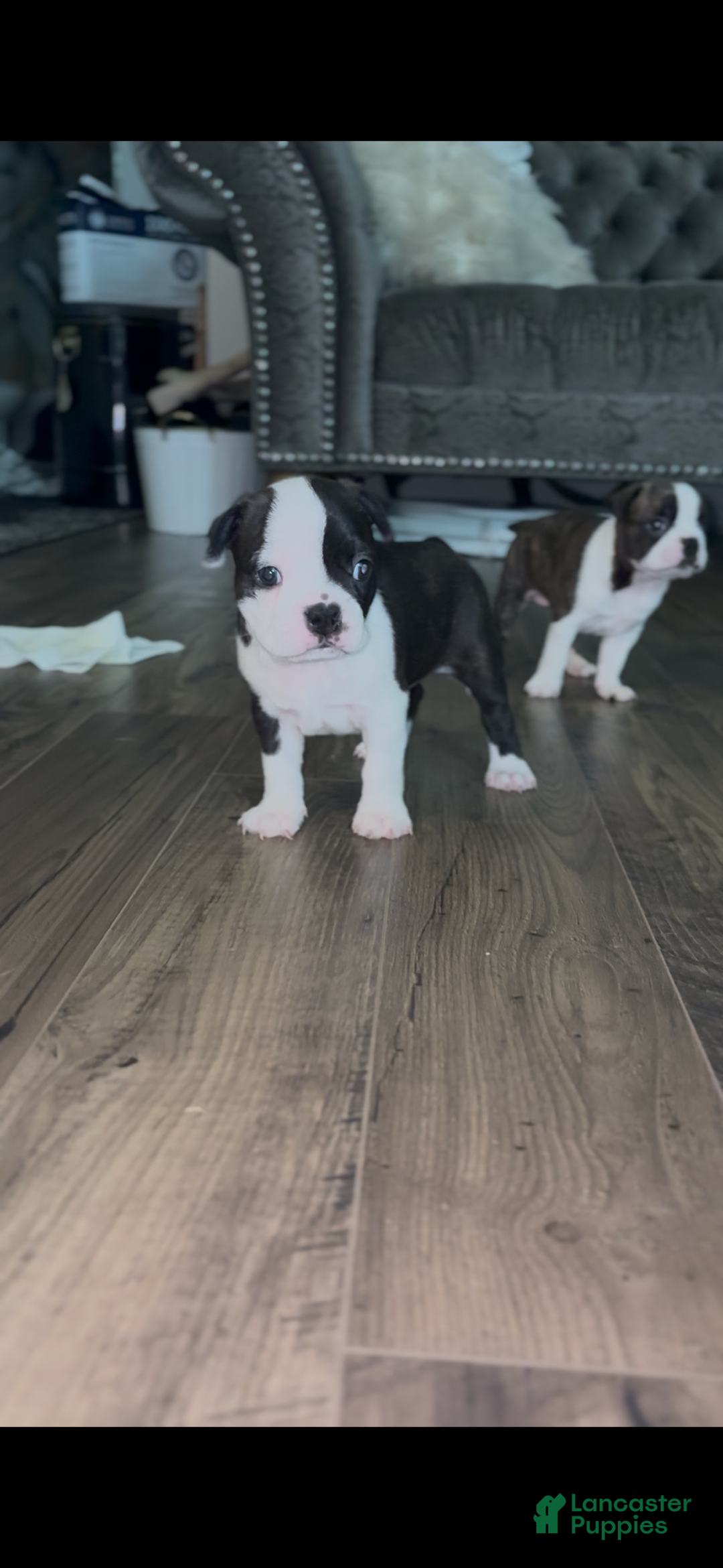 Boston Terrier dogs for sale: Stella - Ad 3