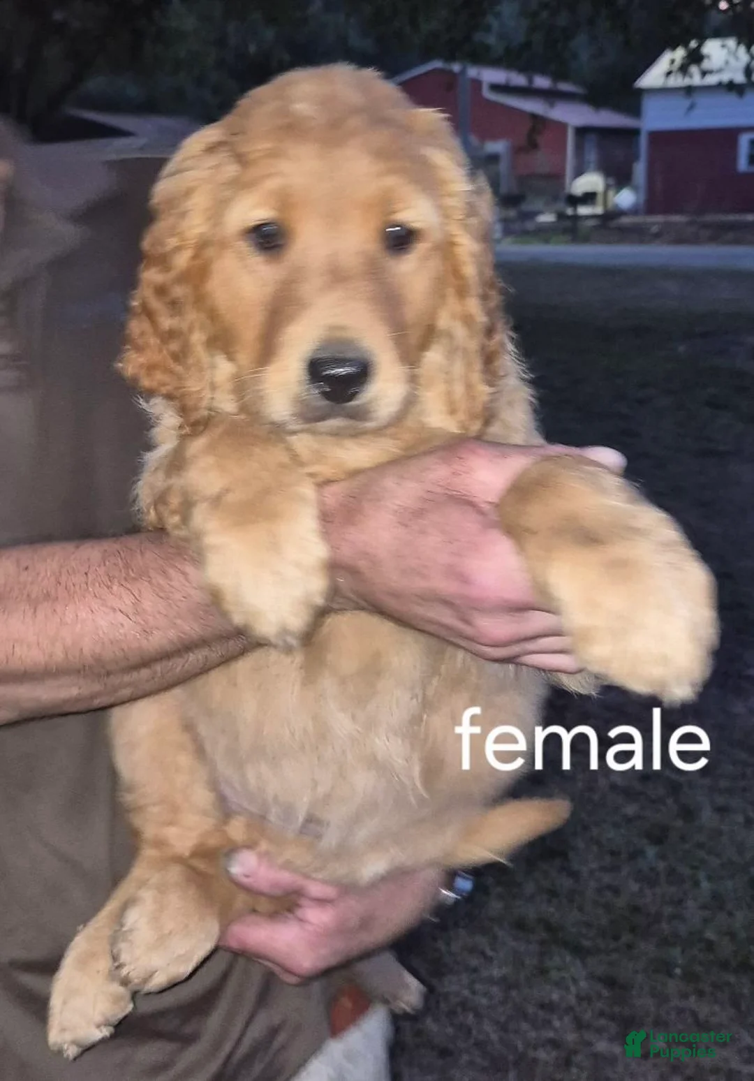 Golden Retriever dogs for sale: Girl 3 - Ad 1