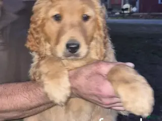 Golden Retriever dogs Girl 3 - Ad 10