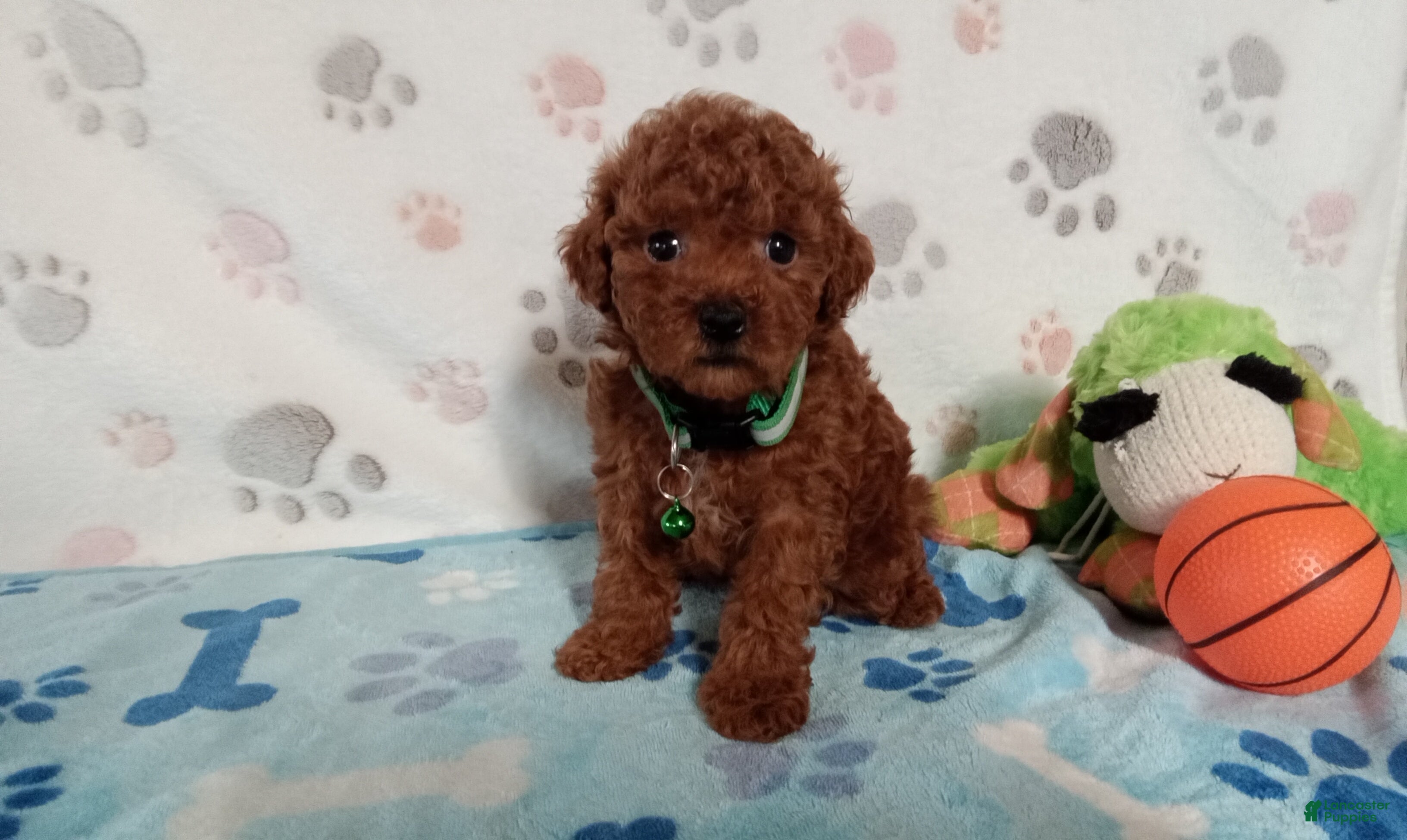 Toy Poodle dogs Benson  - Ad 1