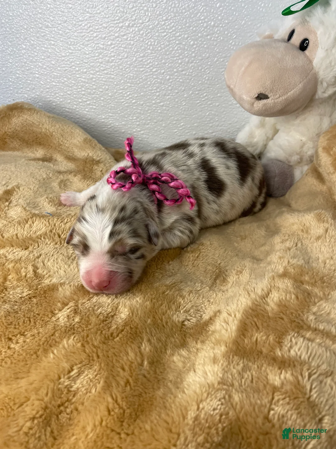 Australian Shepherd dogs for sale: Peaches - Ad 1