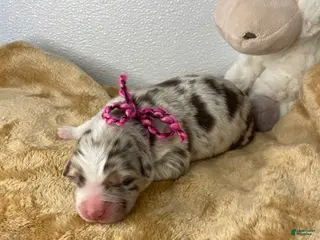 Australian Shepherd dogs Peaches - Ad 42