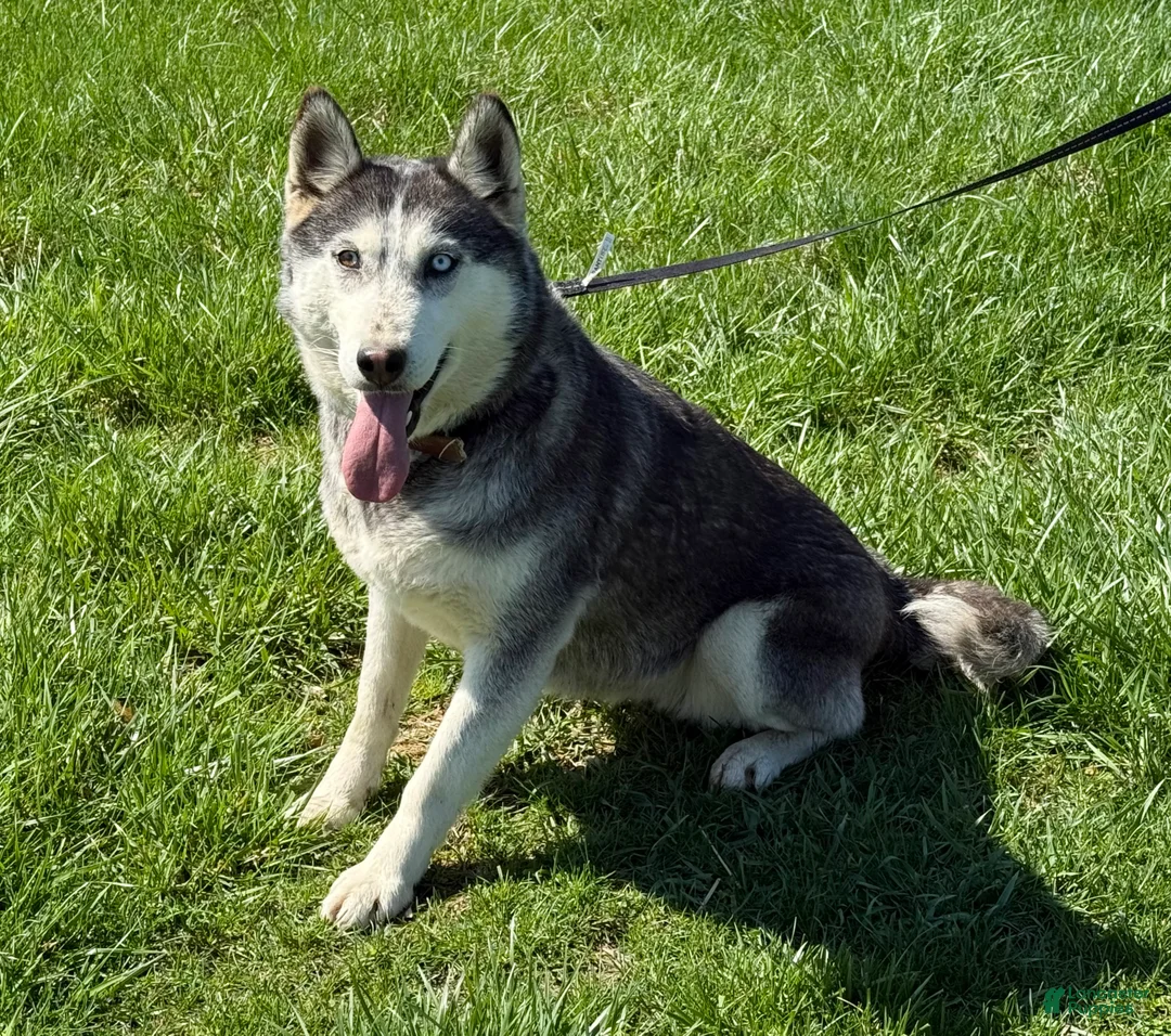 Siberian Husky dogs for sale: Clifford - Ad 12